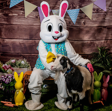 Fetch - Easter Bunny-23