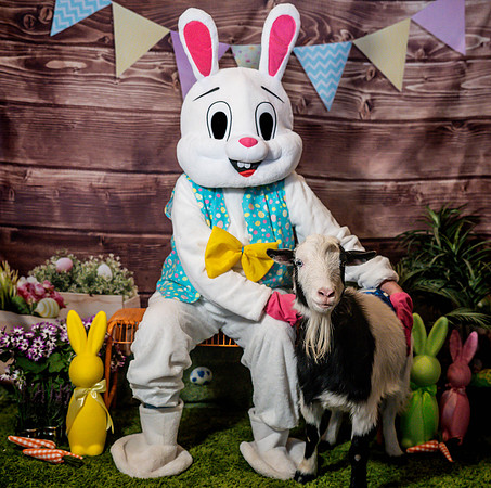 Fetch - Easter Bunny-22