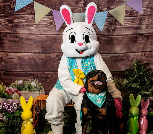 Fetch - Easter Bunny-27