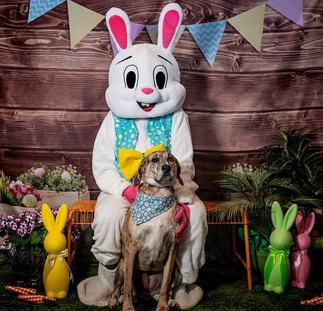 Fetch - Easter Bunny-29