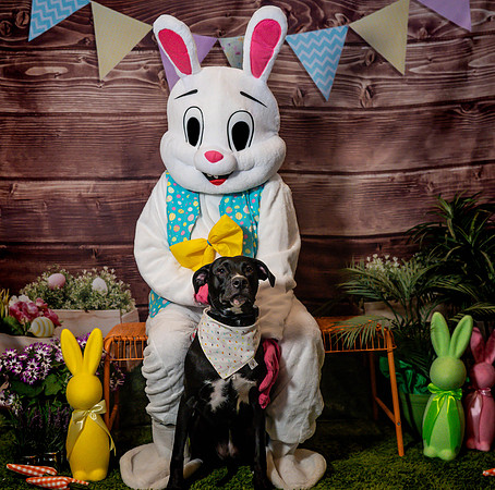 Fetch - Easter Bunny-31
