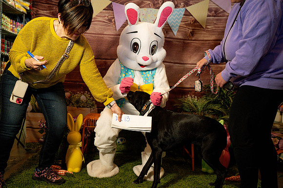 Fetch - Easter Bunny-30