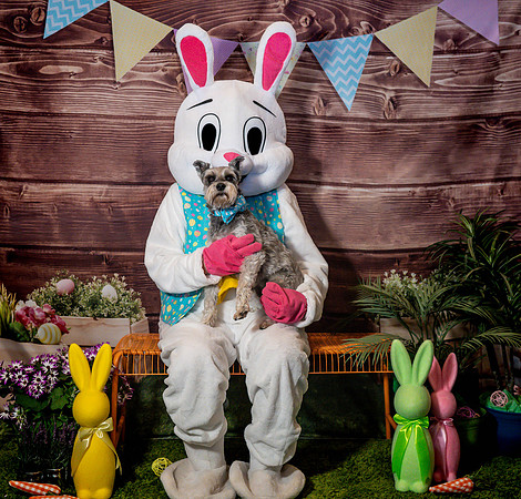Fetch - Easter Bunny-33