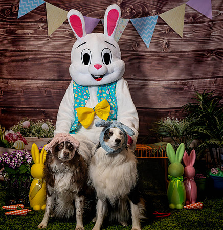 Fetch - Easter Bunny-36