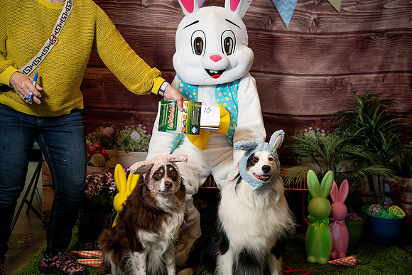 Fetch - Easter Bunny-35