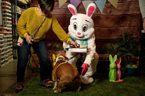 Fetch - Easter Bunny-37