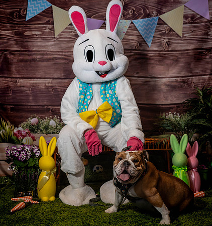 Fetch - Easter Bunny-39