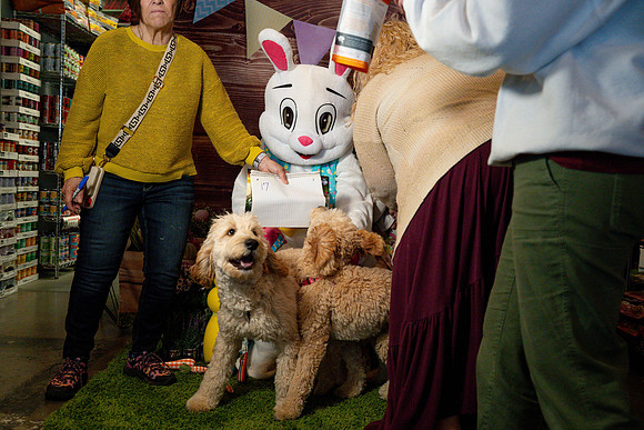 Fetch - Easter Bunny-40