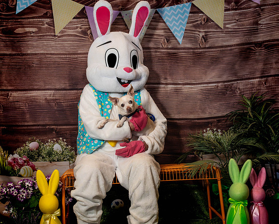 Fetch - Easter Bunny-43