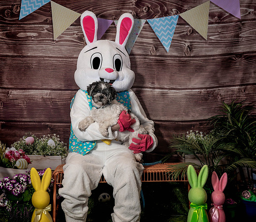 Fetch - Easter Bunny-47