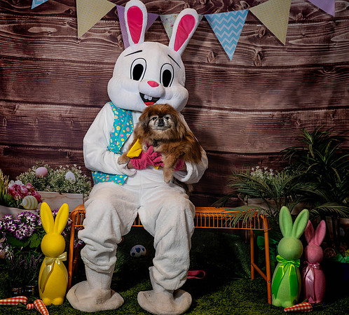 Fetch - Easter Bunny-45