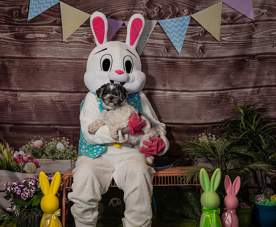 Fetch - Easter Bunny-48