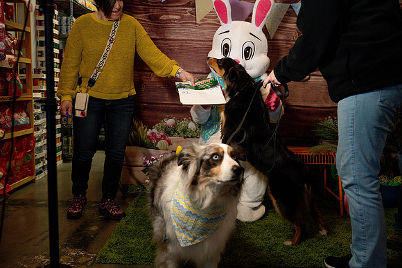 Fetch - Easter Bunny-51