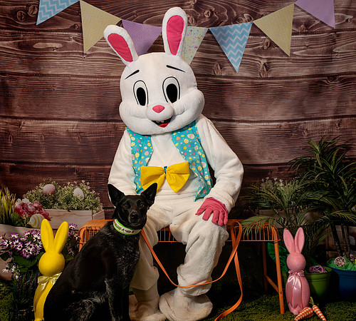 Fetch - Easter Bunny-54