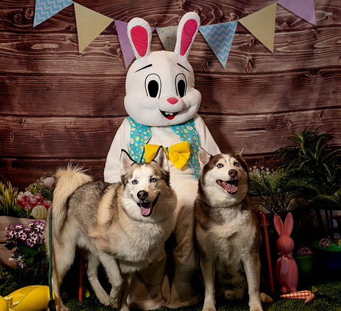 Fetch - Easter Bunny-56