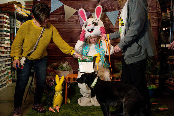 Fetch - Easter Bunny-53