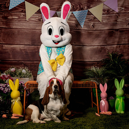Fetch - Easter Bunny-60