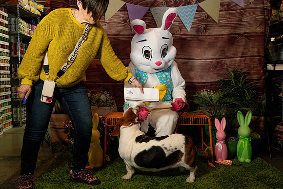 Fetch - Easter Bunny-59