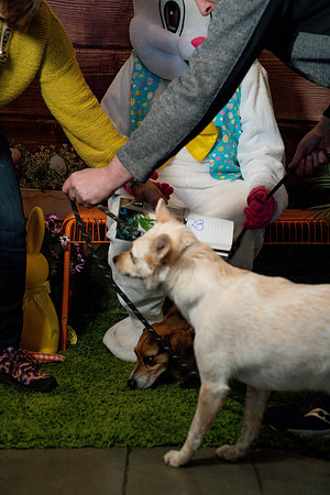 Fetch - Easter Bunny-65