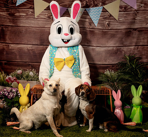 Fetch - Easter Bunny-66