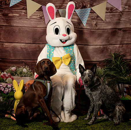 Fetch - Easter Bunny-68