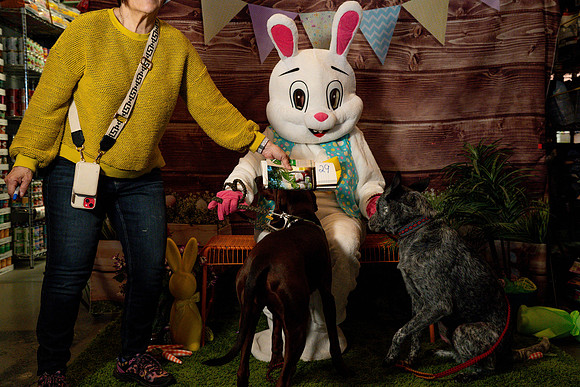 Fetch - Easter Bunny-67