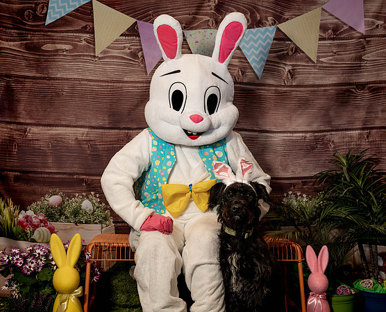 Fetch - Easter Bunny-72