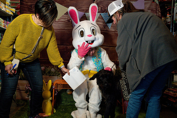 Fetch - Easter Bunny-71