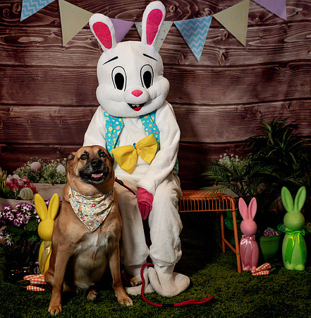 Fetch - Easter Bunny-74