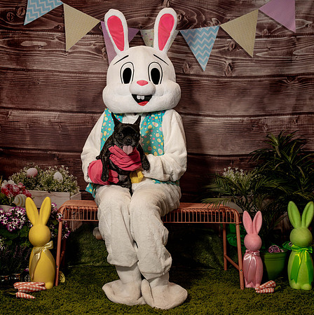 Fetch - Easter Bunny-76