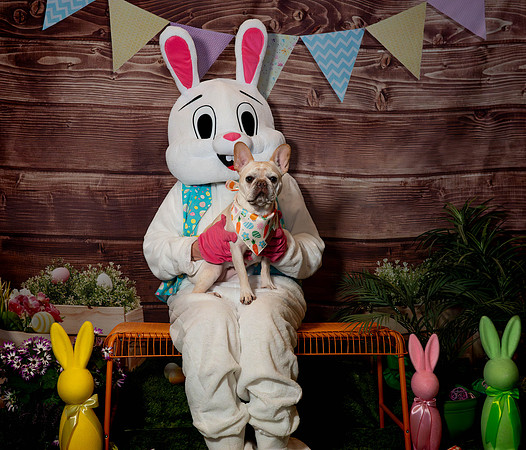 Fetch - Easter Bunny-78