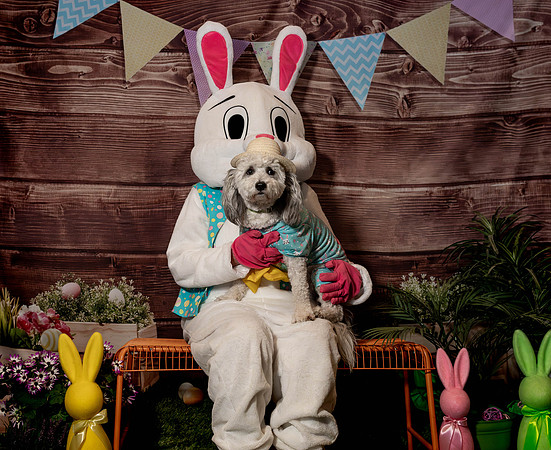 Fetch - Easter Bunny-80