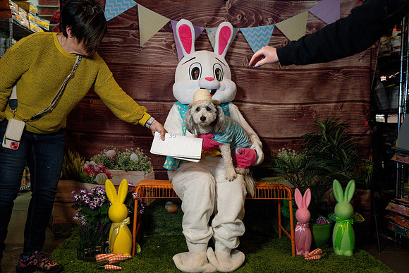 Fetch - Easter Bunny-79