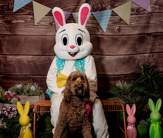 Fetch - Easter Bunny-82