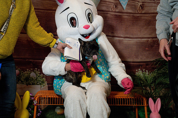 Fetch - Easter Bunny-75