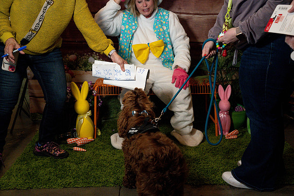 Fetch - Easter Bunny-83