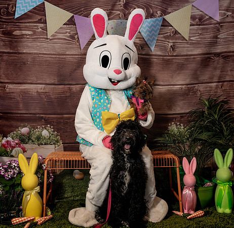 Fetch - Easter Bunny-88