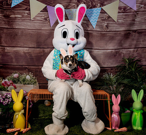 Fetch - Easter Bunny-90