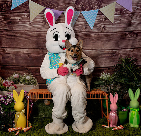 Fetch - Easter Bunny-92