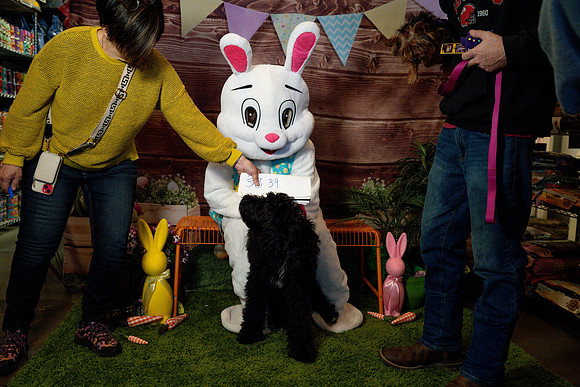 Fetch - Easter Bunny-87