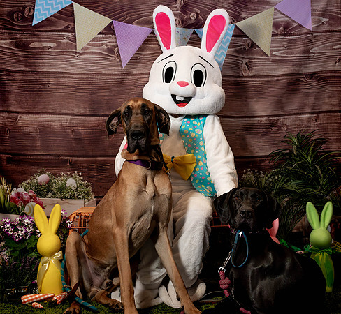 Fetch - Easter Bunny-96