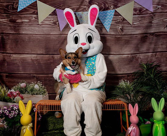 Fetch - Easter Bunny-100