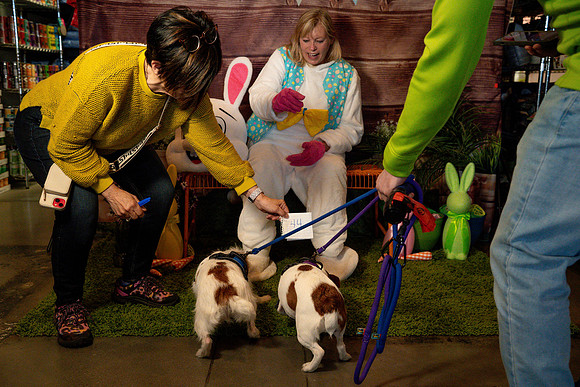 Fetch - Easter Bunny-97