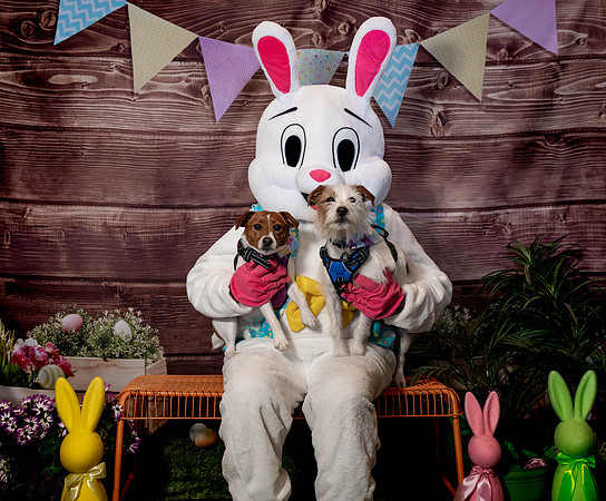 Fetch - Easter Bunny-98