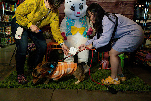 Fetch - Easter Bunny-99