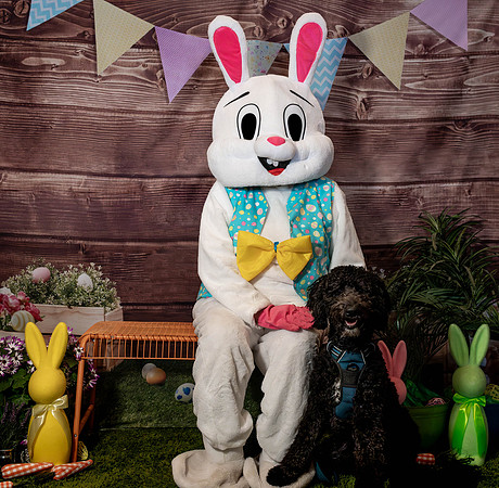 Fetch - Easter Bunny-102