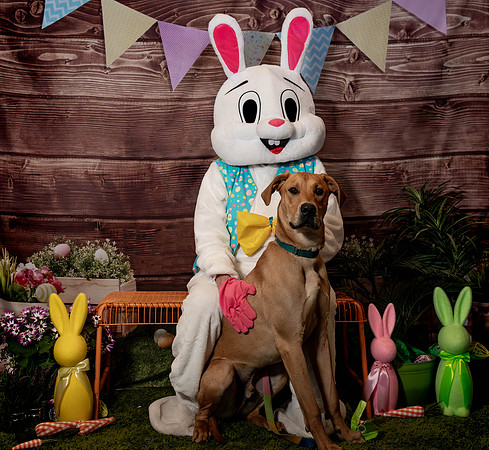 Fetch - Easter Bunny-104