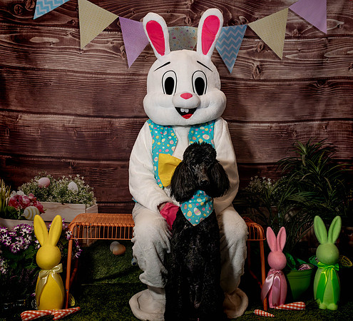 Fetch - Easter Bunny-106