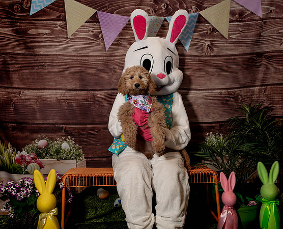 Fetch - Easter Bunny-110
