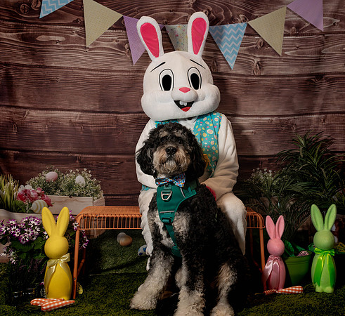 Fetch - Easter Bunny-112